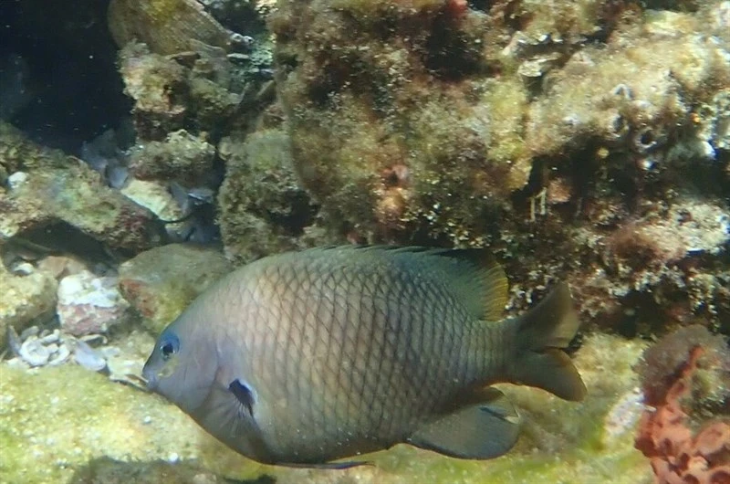 , Plectroglyphidodon luteobrunneus, Plectroglyphidodon luteobrunneus