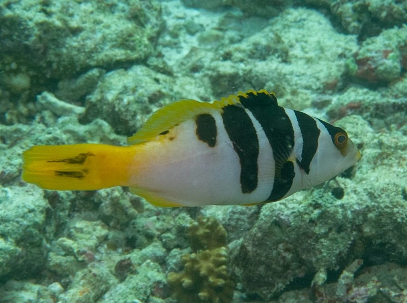 Blacksaddled coralgrouper, Blacksaddle Coralgrouper, Blacksaddle Coralgrouper, Blacksaddled Coralgrouper, Blacksaddled Coraltrout, Black-saddled Coral-trout, Blue Spot Trout, Bluespotted Coral Trout, Blue-spot Trout, Chinese Footballer, Footballer Cod, Footballer Coral Trout, Footballer Trout, Footballer-cod, Oceanic Coral Trout, Oceanic Trout, Tiger Trout, Plectropomus laevis