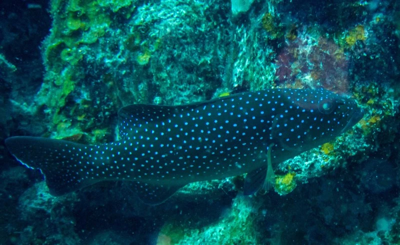 Leopard coralgrouper, Leopard Coralgrouper, Plectropomus leopardus