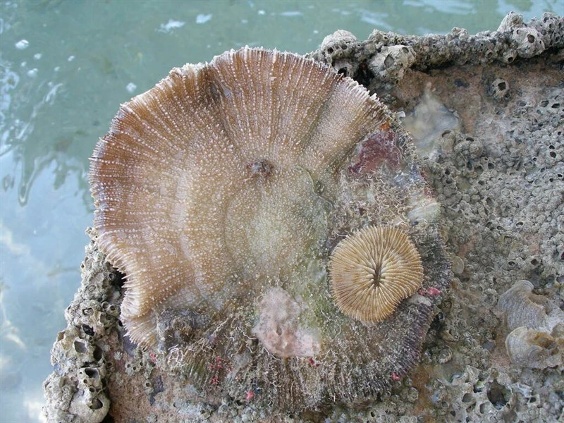 , Stony Coral - Pleuractis granulosa, Pleuractis granulosa