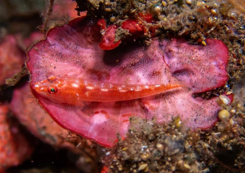 Toothy goby, Toothy Goby, Many-host Ghostgoby, Pleurosicya mossambica