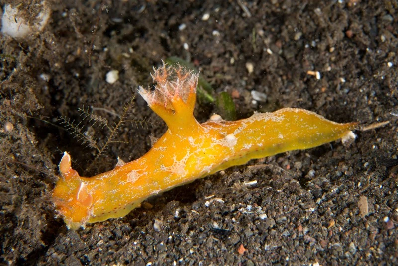 , Spotted-Foot Plocamopherus, Plocamopherus maculapodium