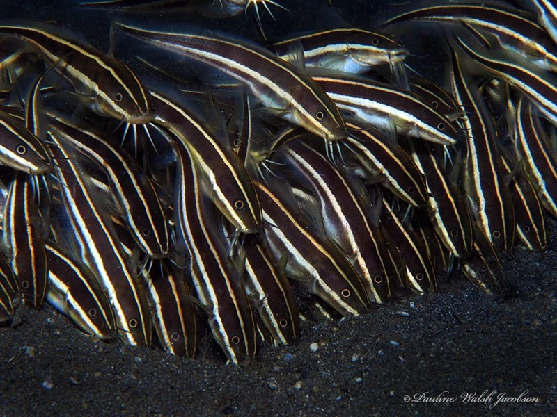 Striped eel catfish, Striped Eel Catfish, Plotosus lineatus