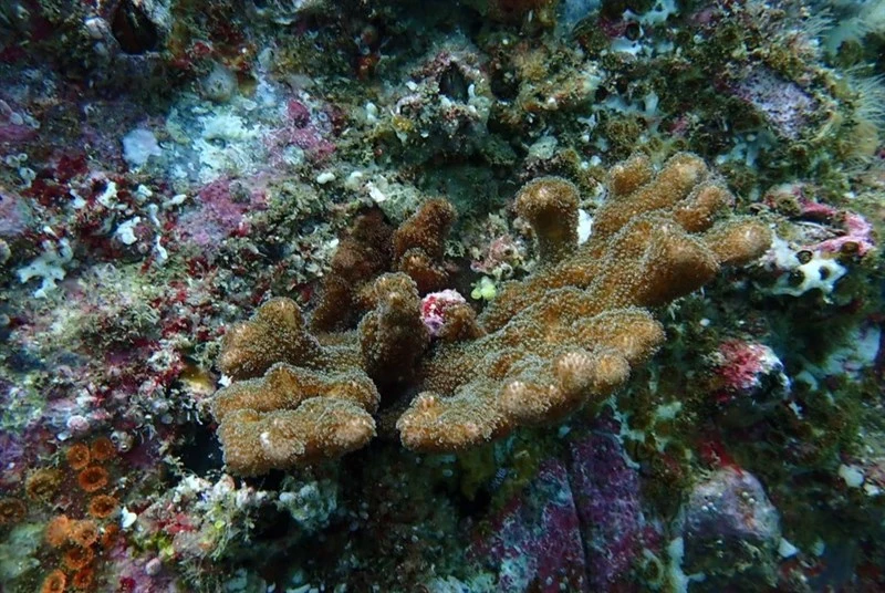 , Pocillopora Aliciae - Pocillopora aliciae, Pocillopora aliciae