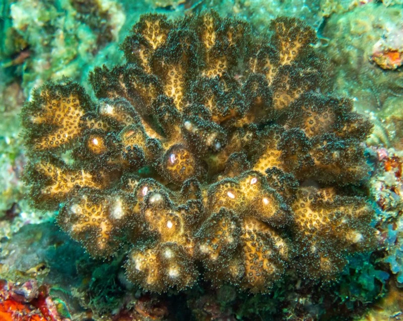 , Cauliflower Coral, Pocillopora damicornis