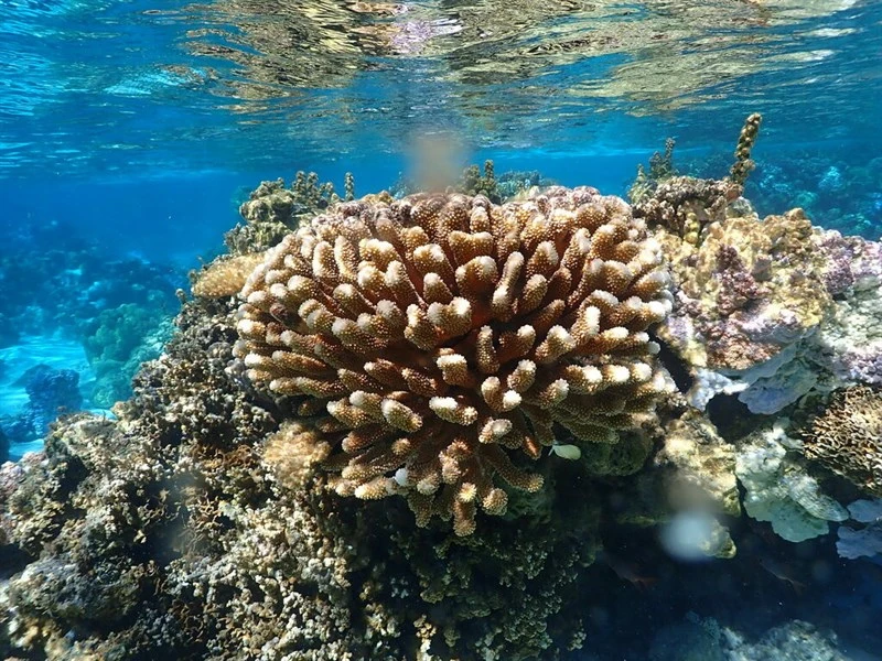 , Cauliflower Coral - Pocillopora grandis, Pocillopora grandis