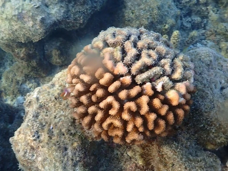 , Stony Coral - Pocillopora meandrina, Pocillopora meandrina