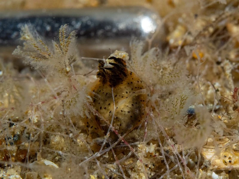 , Black-Speckled Polycera, Polycera melanosticta