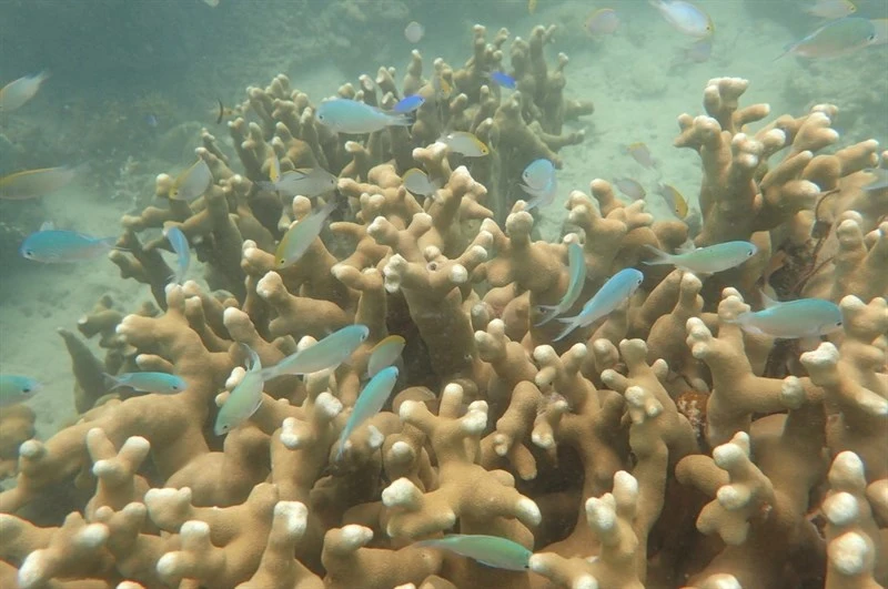Yellowhead damselfish, Yellowhead Damselfish, Goldhead Damselfish - Pomacentrus aurifrons, Pomacentrus aurifrons