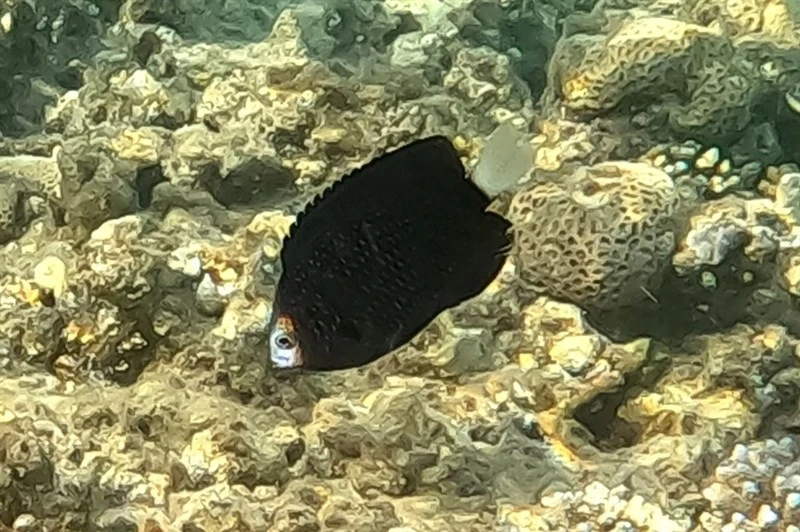 Paletail damsel, Paletail Damsel - Pomacentrus trichrourus, Pomacentrus trichrourus