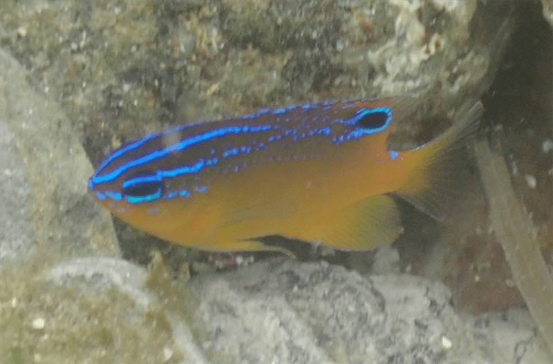 Ward's damsel, Ward's Damsel, Pomacentrus wardi