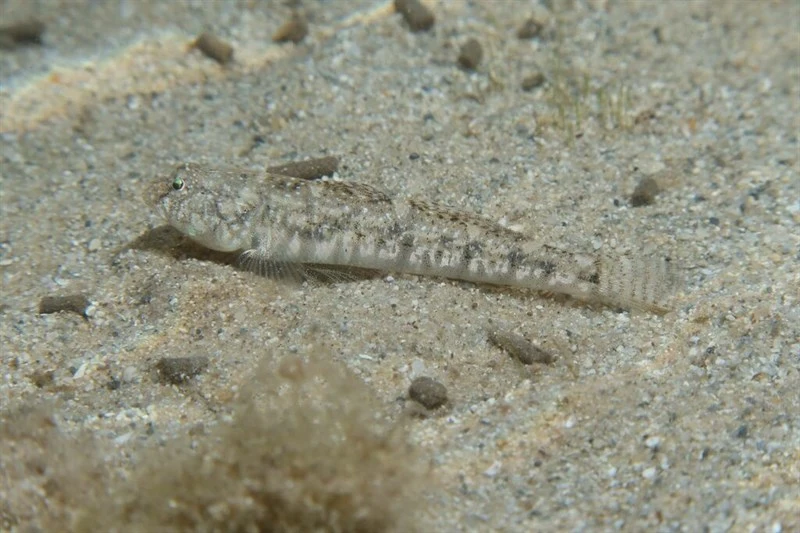 Tortonese's goby, Tortonese's Goby - Pomatoschistus tortonesei, Pomatoschistus tortonesei