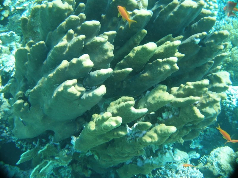 , Stony Coral - Porites columnaris, Porites columnaris