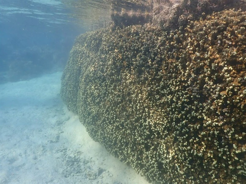 , Stony Coral - Porites deformis, Porites deformis
