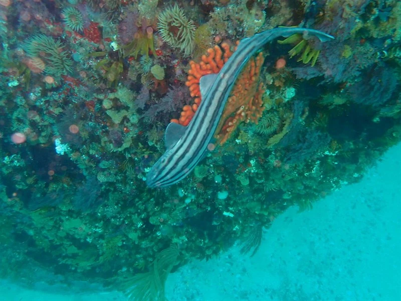 Striped catshark, Pyjama Shark, Striped Catshark - Poroderma africanum, Poroderma africanum
