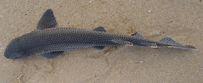 Leopard catshark, Leopard Catshark - Poroderma pantherinum, Poroderma pantherinum