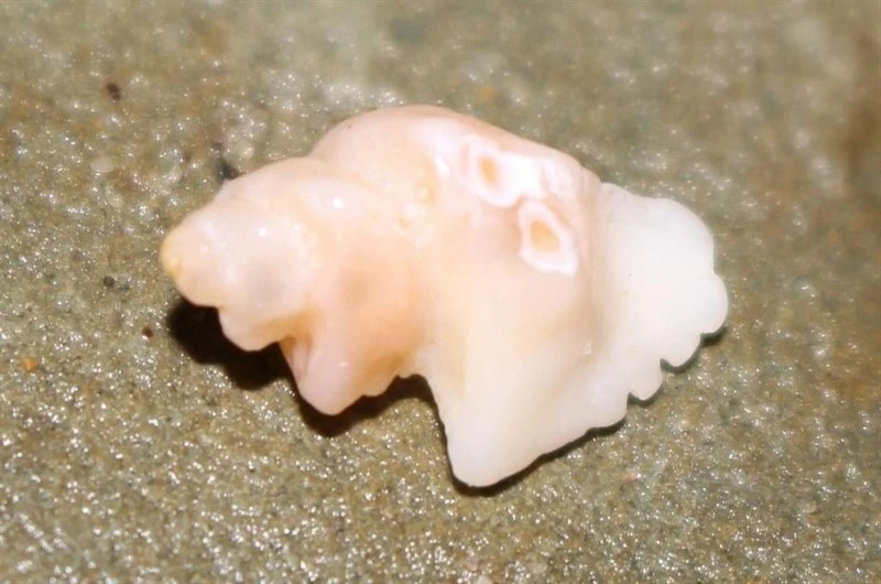 , Stag Shell, Poropteron graagae
