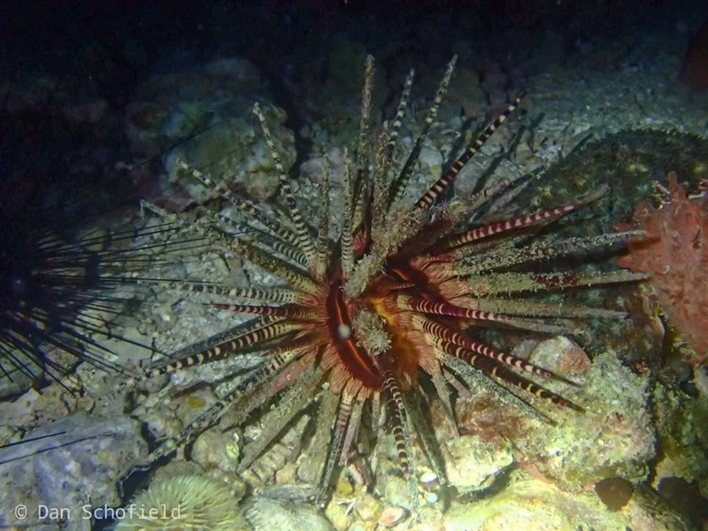 , Sea Urchin - Prionocidaris baculosa, Prionocidaris baculosa