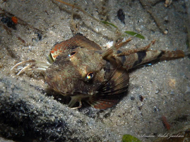 Northern searobin, Northern Searobin, Prionotus carolinus
