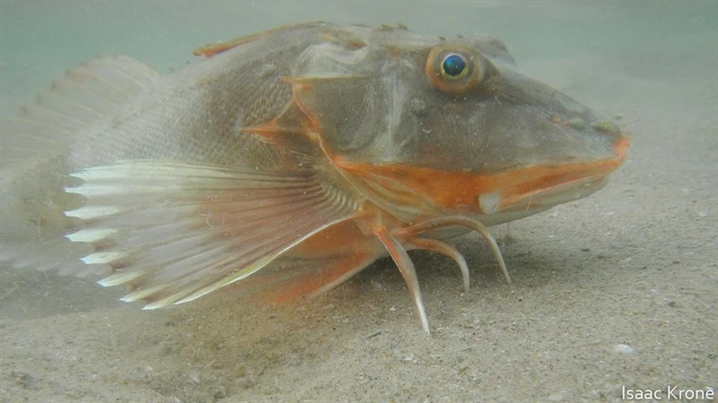 Bristly searobin, , Prionotus horrens