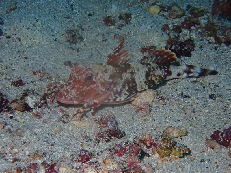 Galapagos gurnard, , Prionotus miles