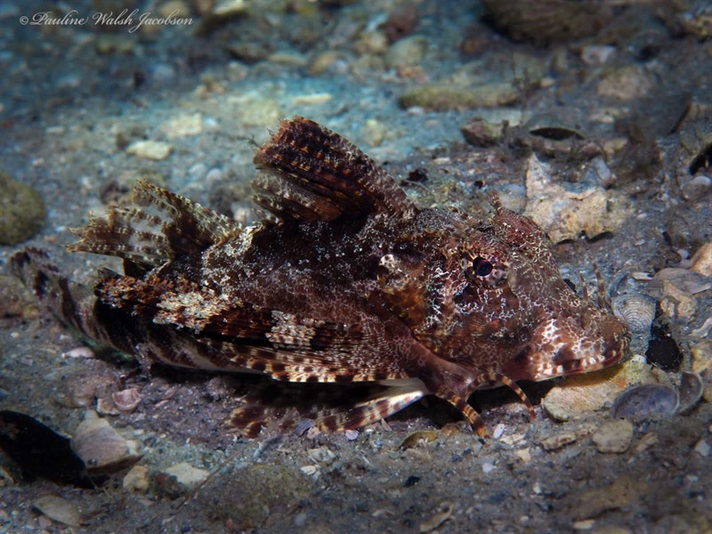Bandtail searobin, Bandtail Searobin, Prionotus ophryas
