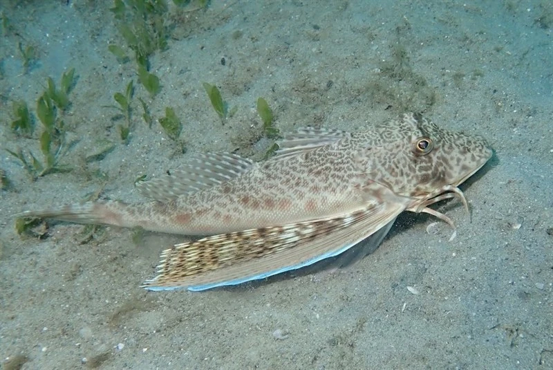 Bluewing searobin, , Prionotus punctatus