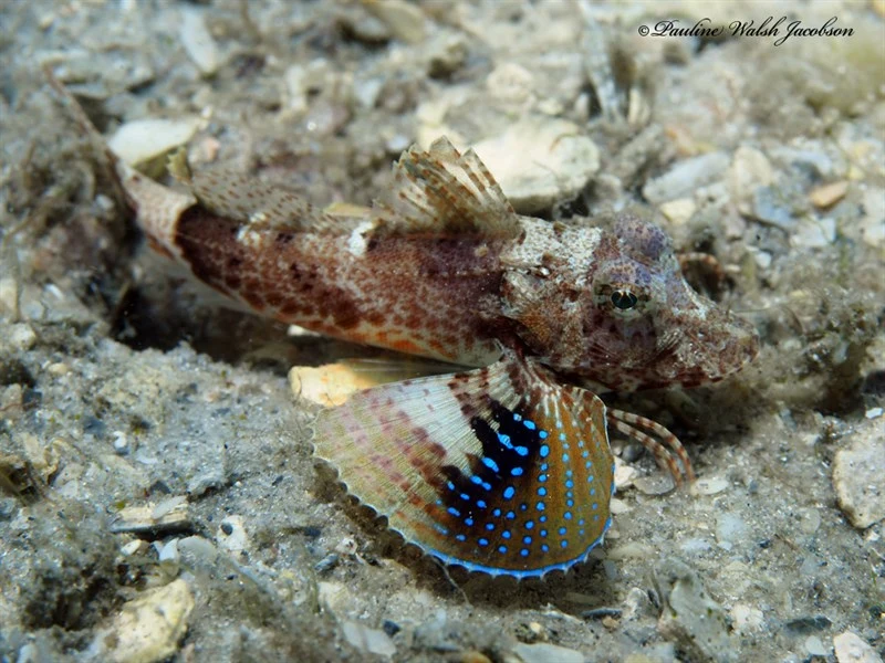 Bluespotted searobin, Bluespotted Searobin, Prionotus roseus