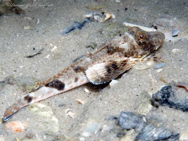 Leopard searobin, Leopard Searobin, Leopard Sea Robin, Prionotus scitulus