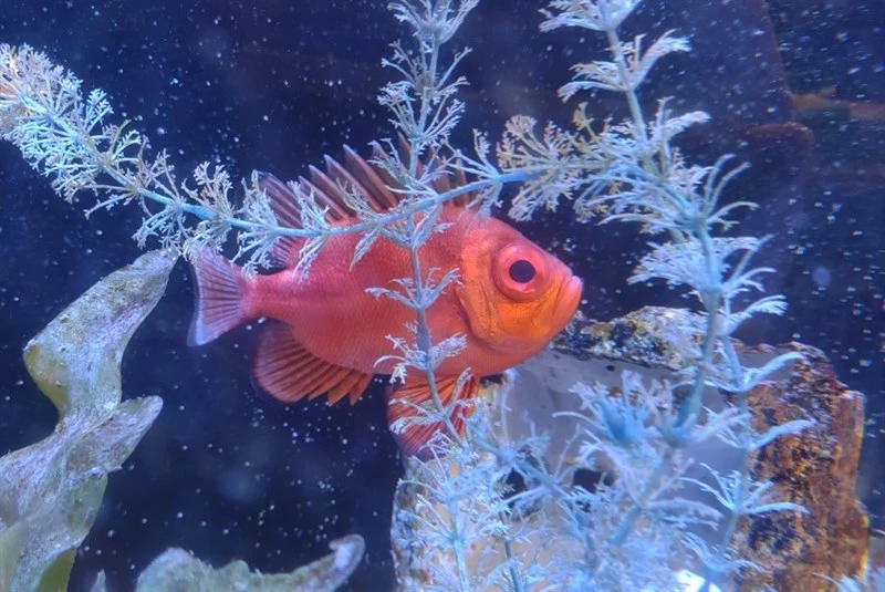 Popeye catalufa, Popeye Catalufa - Pristigenys serrula, Pristigenys serrula