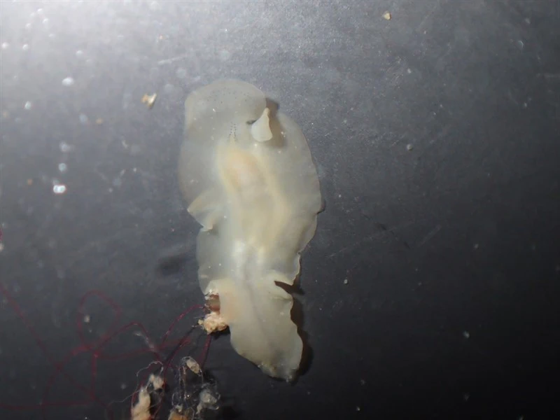 , Prosthiostomum siphunculus, Prosthiostomum siphunculus