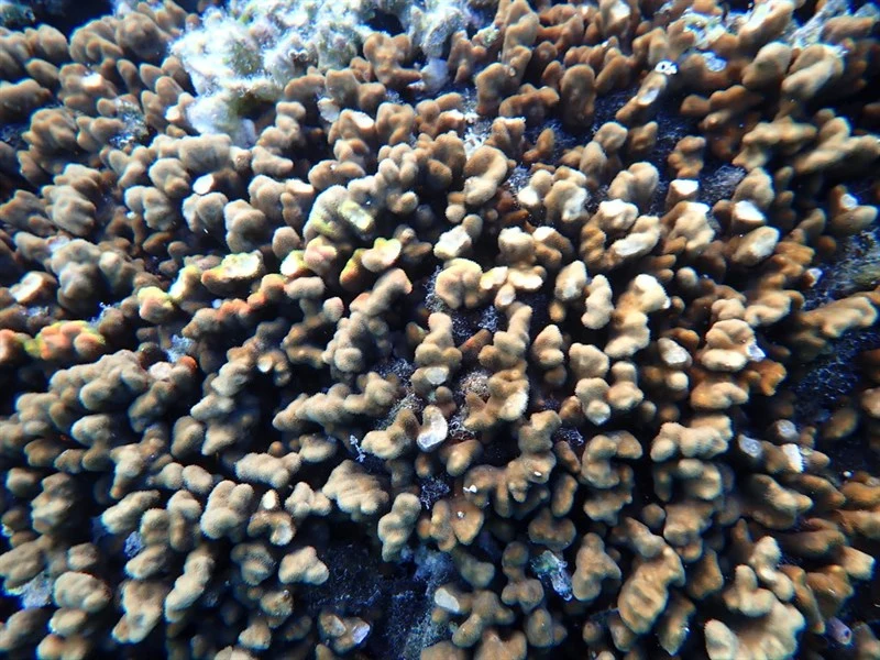 , Branched Sandpaper Coral - Psammocora contigua, Psammocora contigua