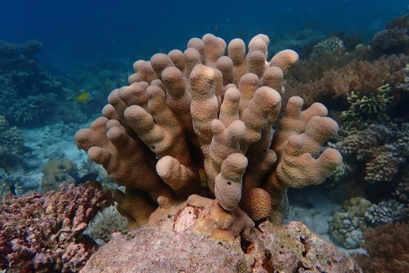, Stony Coral, Psammocora haimiana
