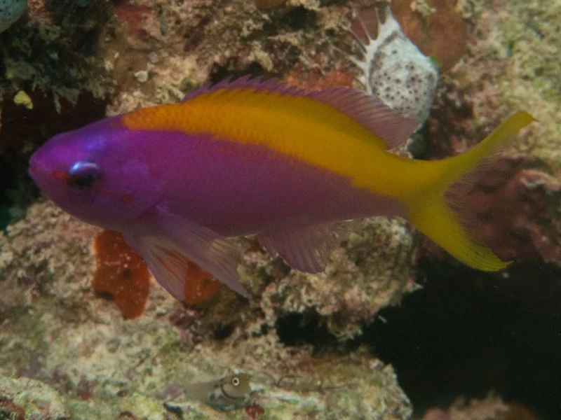 Yellowback anthias, Yellowback Anthias, Goldback Anthias, Pseudanthias evansi