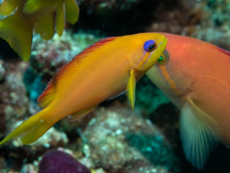 Flame anthias, Flame Anthias, Pseudanthias ignitus
