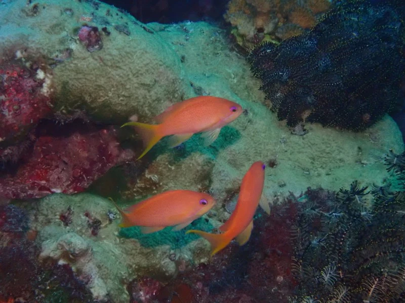 , Japanese Lyre-tail Basslet - Pseudanthias nobilis, Pseudanthias nobilis