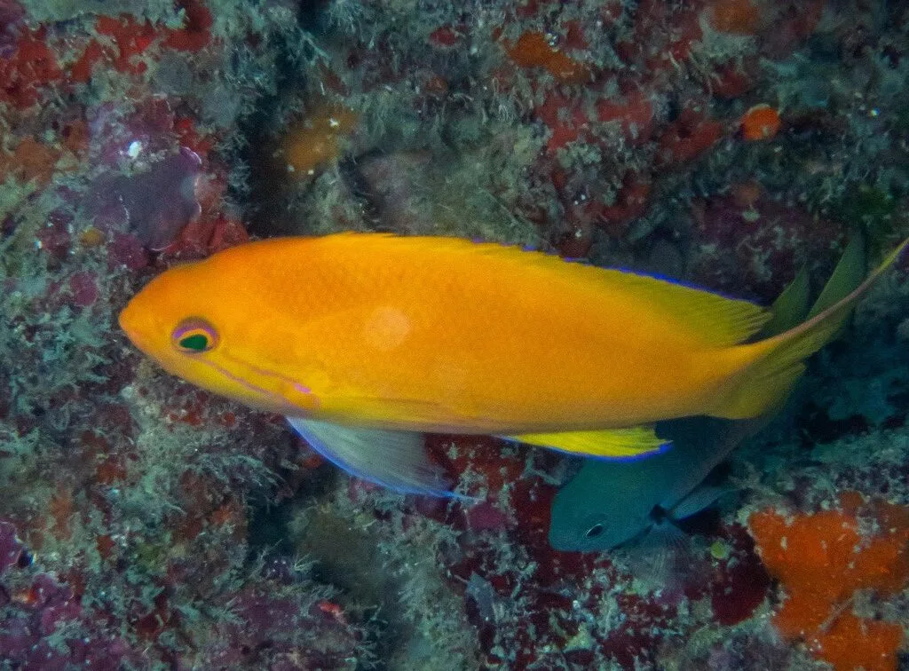 Square-spot fairy basslet, Square-spot Fairy Basslet, Mirror Basslet, Pseudanthias pleurotaenia