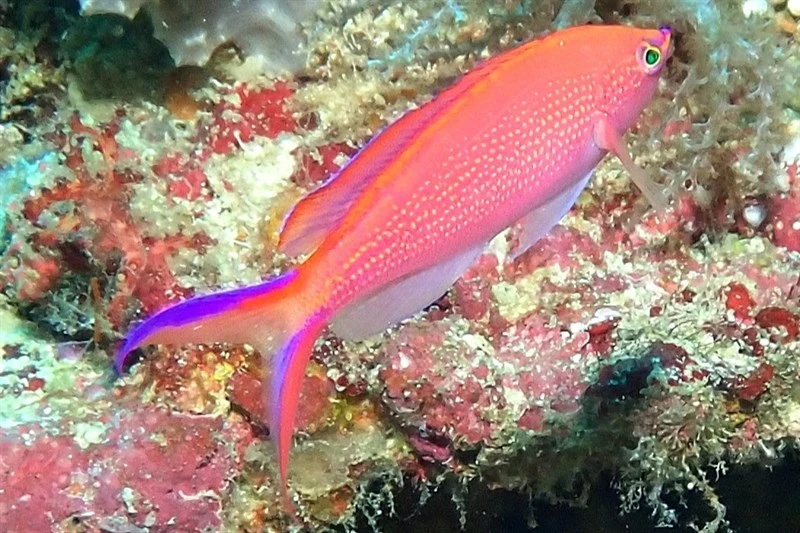 Princess anthias, Princess Anthias, Princess Basslet, Scribbled Basslet, Smithvaniz' Fairy Basslet - Pseudanthias smithvanizi, Pseudanthias smithvanizi