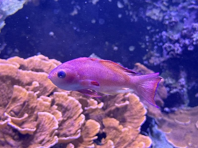 Sea goldie, Sea Goldie, Pseudanthias squamipinnis