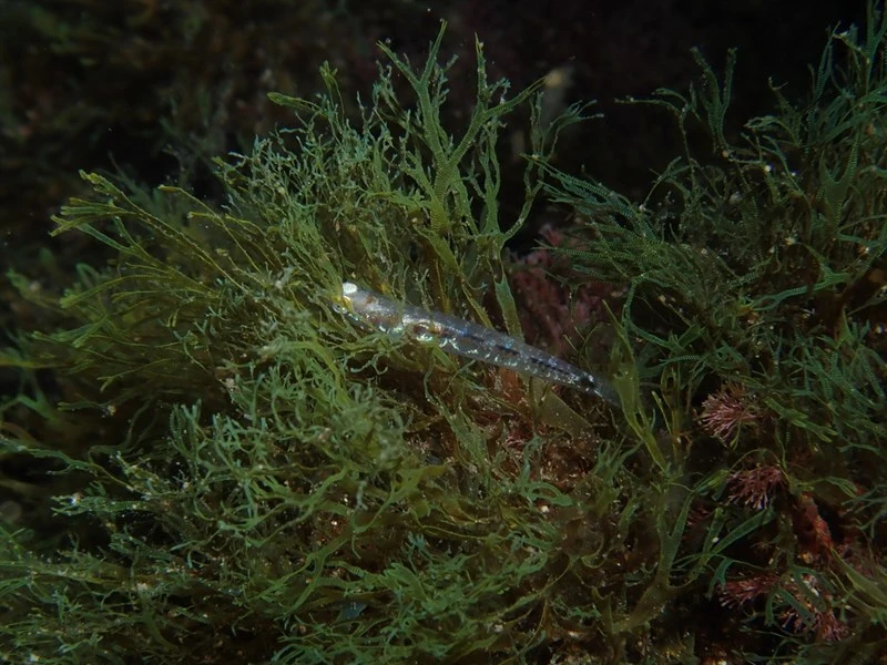 Ferrer's goby, Ferrer's Goby - Pseudaphya ferreri, Pseudaphya ferreri