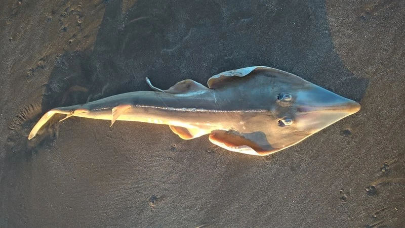 Brazilian guitarfish, , Pseudobatos horkelii
