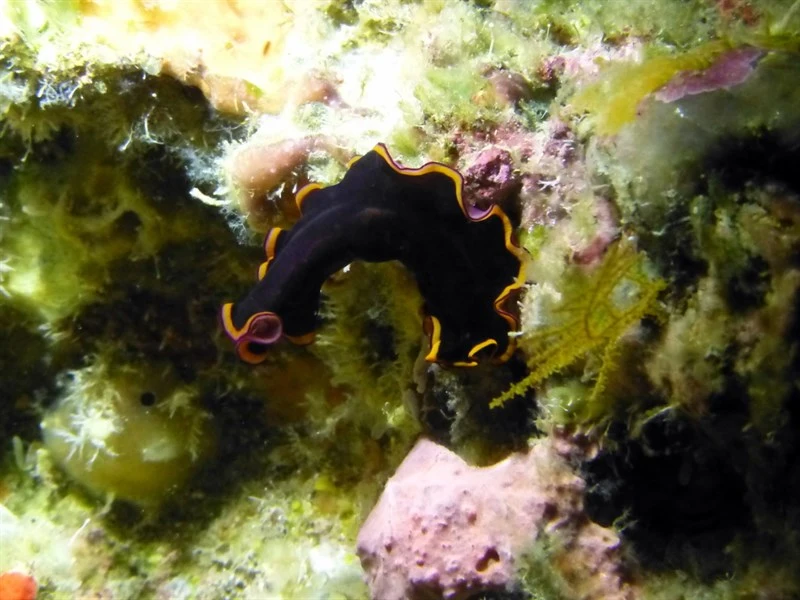 , Glorious Flatworm, Pseudobiceros gloriosus