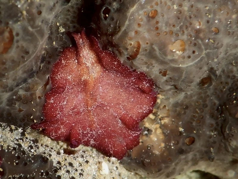 , Pseudoceros cruentus