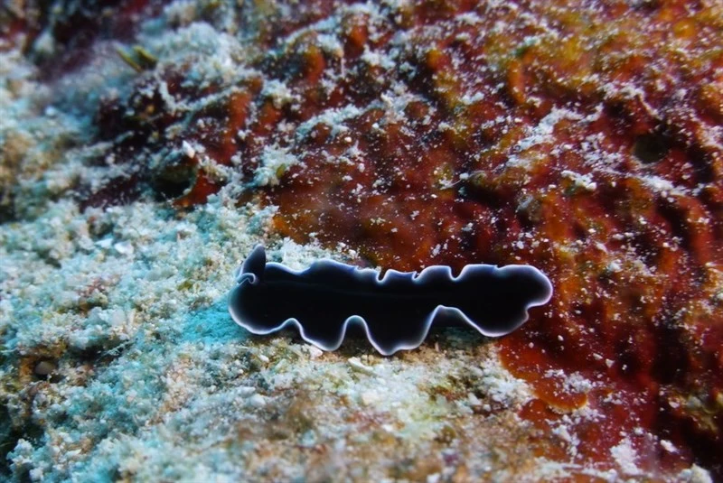 , Pseudoceros lactolimbus