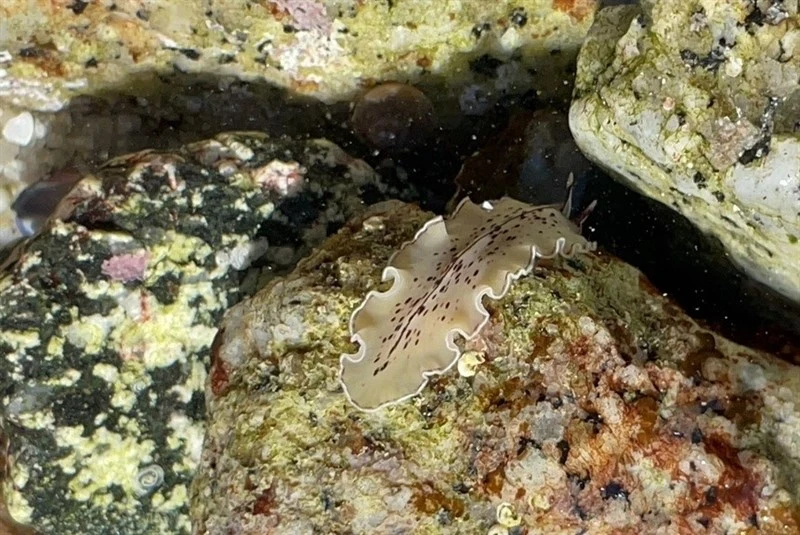 , Monterey Flatworm, Pseudoceros montereyensis