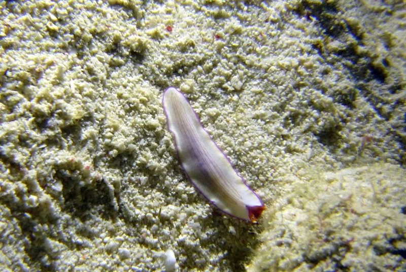 , Triple-striped Flatworm, Pseudoceros rubrotentaculatus