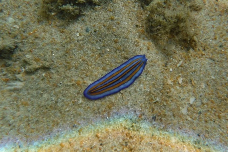 , Pseudoceros tristriatus, Pseudoceros tristriatus