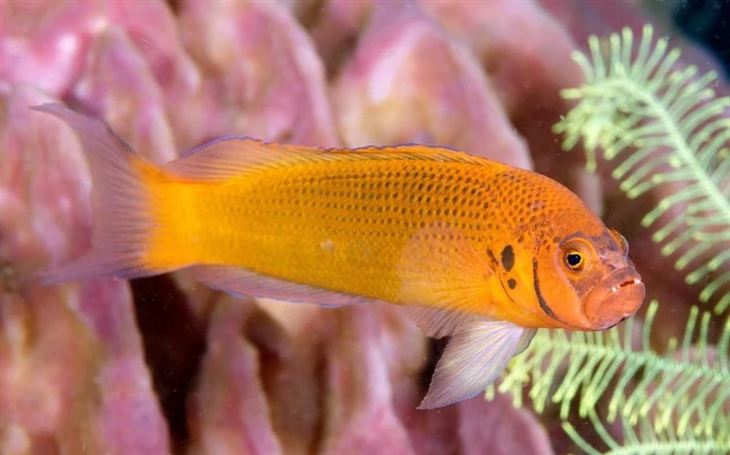 Jaguar dottyback, Jaguar Dottyback - Pseudochromis moorei, Pseudochromis moorei