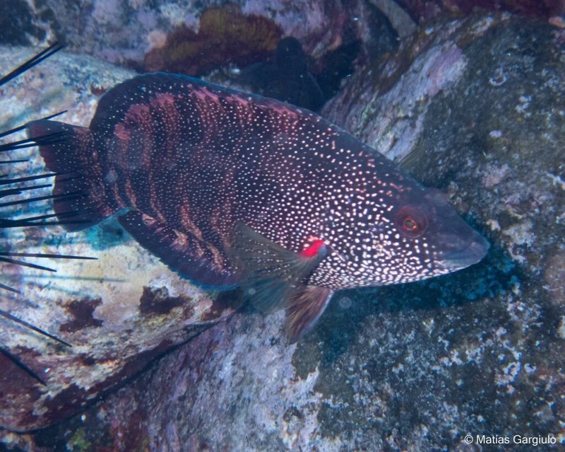 Fuentesi's wrasse, Fuentesi's Wrasse, Pseudolabrus fuentesi