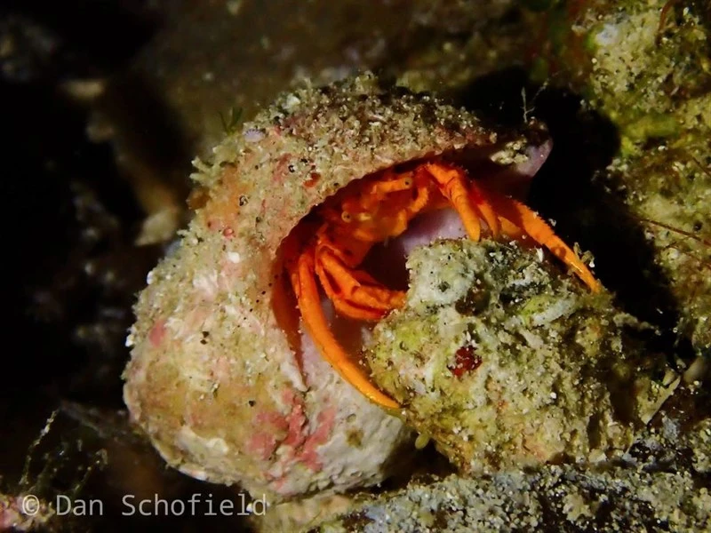 , Orange Hermit Crab, Pseudopaguristes kuekenthali